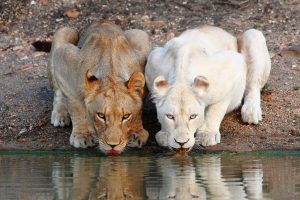 lions drinking